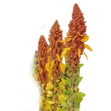 Quinua