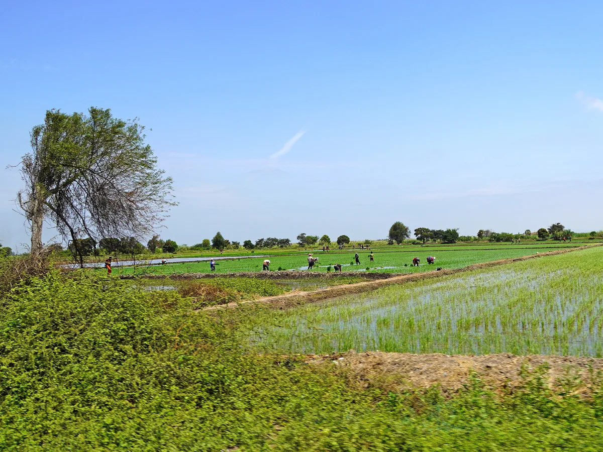 La Salinidad del Suelo en el Desarrollo del Cultivo de Arroz