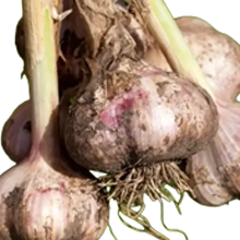 Ajo