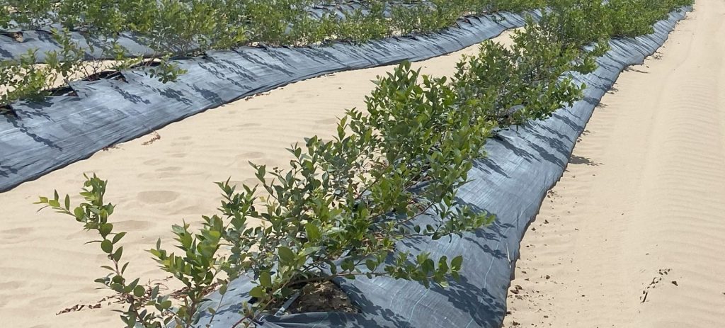 MicroEssentials SZ en el trasplante, desarrollo de copa y raíces de arándano