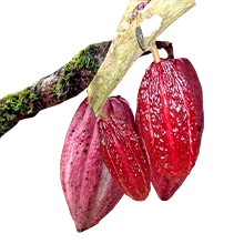 Cacao