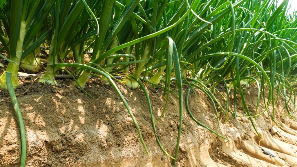 Impulsando el crecimiento y la calidad agrícola con Poly-Feed