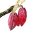 Cacao