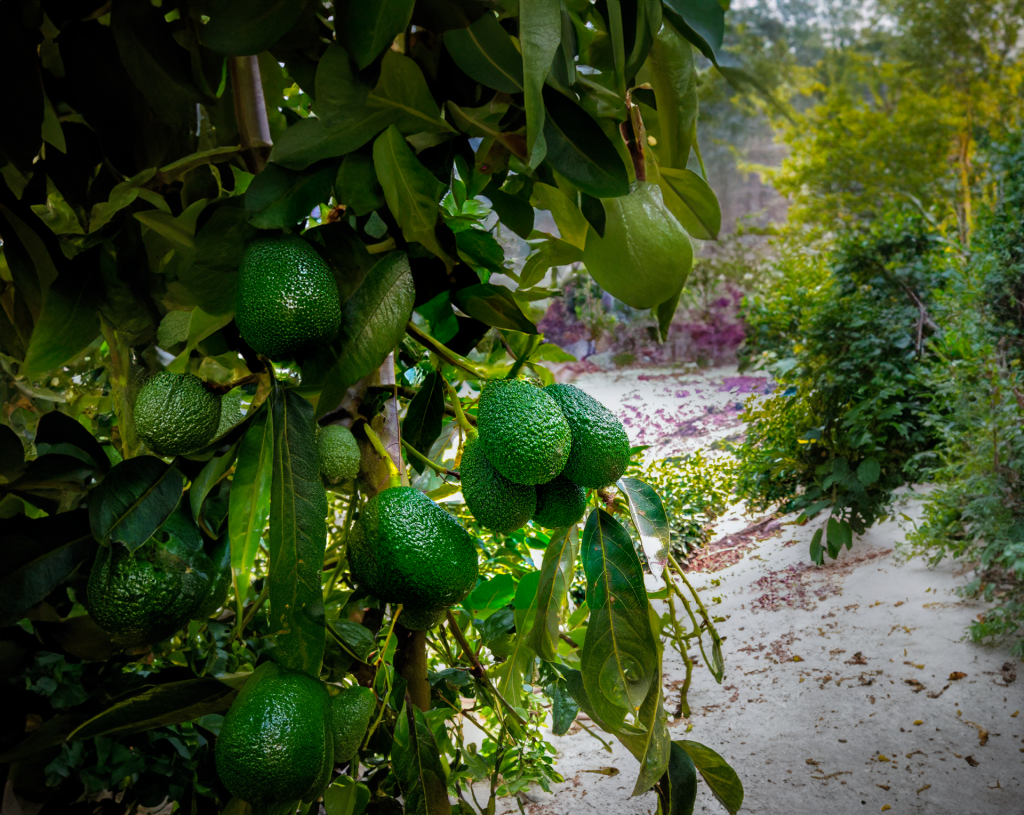 Fertilización en Palto con una formulación de potasio foliar innovadora y altamente eficiente