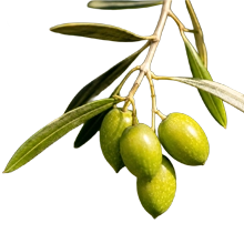 Olivo