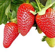Fresa
