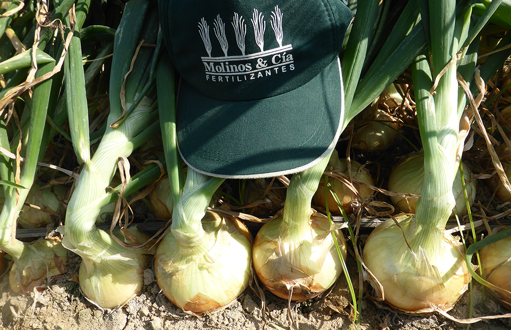 Fertilización de cebolla amarilla en suelos salino – sódico de la costa peruana