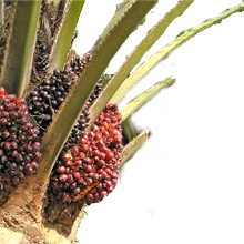 Palma Aceitera