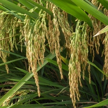 Arroz