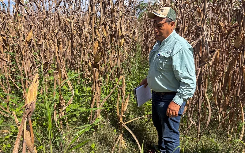 Resultados de ensayos