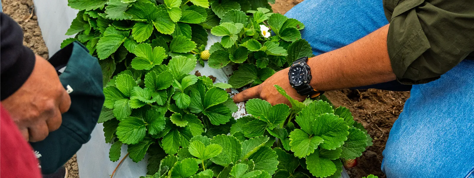 Innovacion y sostenibilidad