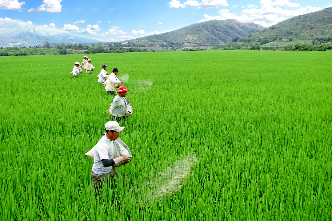 Soluciones fenologicas