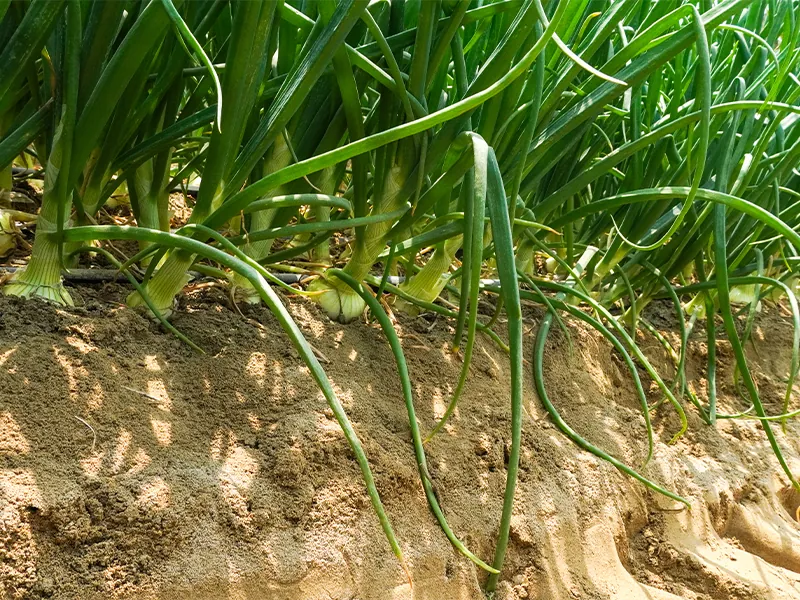 Nutrición eficiente